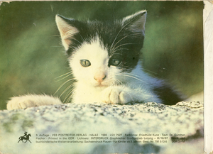 Meine Katzen