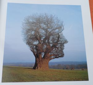 MIND OVER MATTER; THE IMAGES OF PINK FLOYD