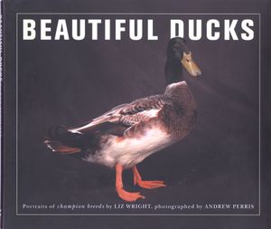 Beautiful Ducks