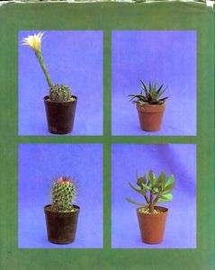 Decorative Cacti