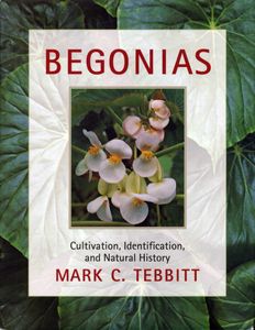Begonias