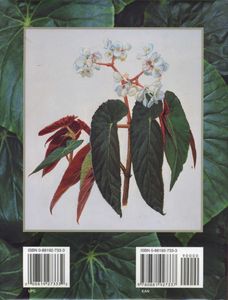 Begonias