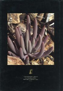 Succulent Compositae