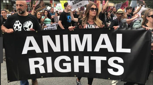 Animal Rights