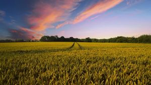 Nature and Countryside