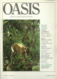 Oasis N. 42