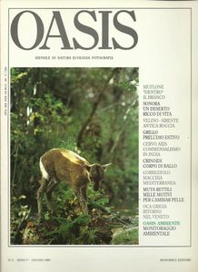 Oasis N. 42