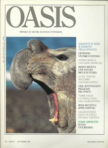 Oasis N. 45