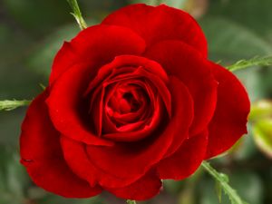 Roses