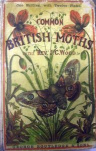 The Common Moths of England