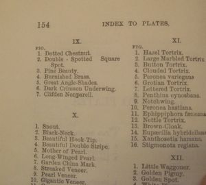 The Common Moths of England