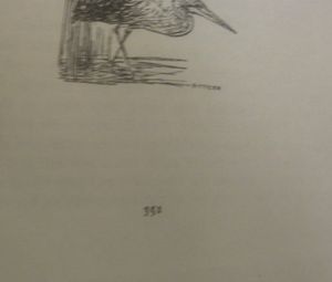 Coot Club