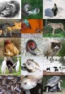 Ethology