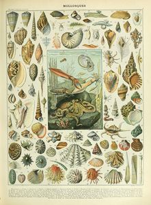 Molluscs