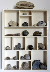 Fossils
