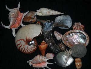 Shells