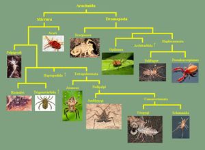 Arachnids