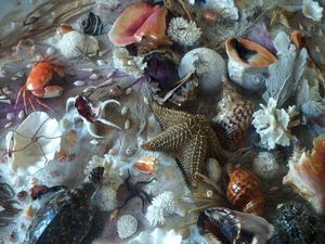 Marine Life