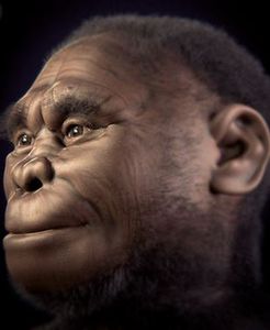 Homo Floresiensis