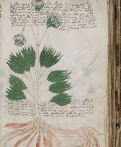 Voynich Manuscript