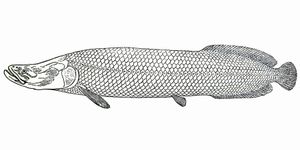 Arapaima