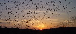 Animal migration