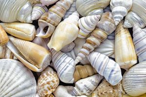 Seashells