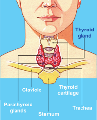 Thyroid