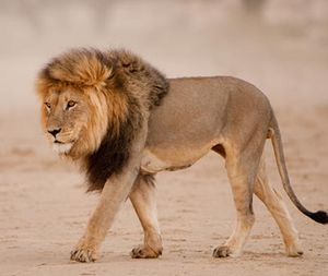 Lions (Animal)