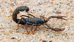 Scorpion