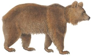 Bears (Animal)