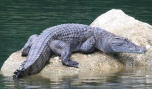 Crocodiles (Animal)