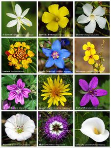 Flowers