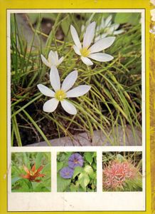 El abc de las Plantas de Interior