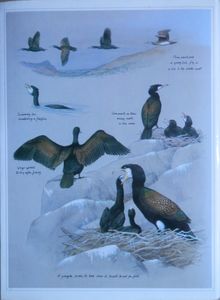 Birdwatcher's Diary