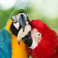 Ornithology