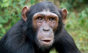 Chimpanzee