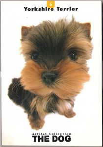 Yorkshire Terrier