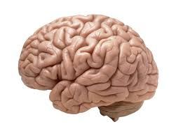 Human Brain