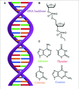 DNA (Deoxyribonucleic Acid)