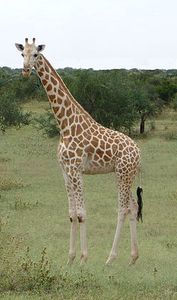 Giraffe
