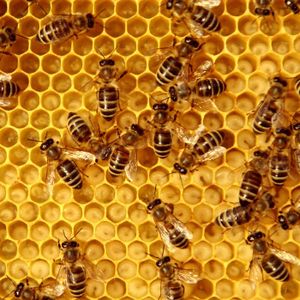 Bees