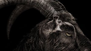 Black Phillip