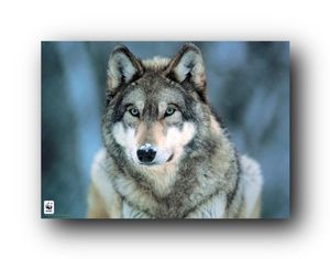 Grey Wolf - WWF