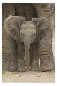 Baby Elephant with Big Ears