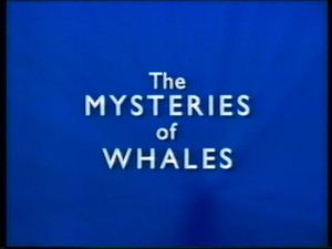 The Mysteries of Whales