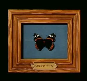 Butterfly †