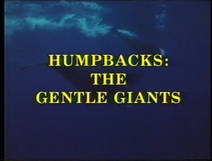 Humpbacks: The Gentle Giants