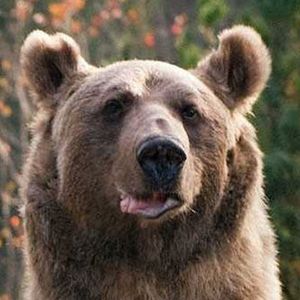 Медведь Стёпа