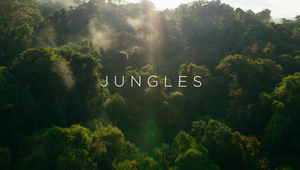 Jungles